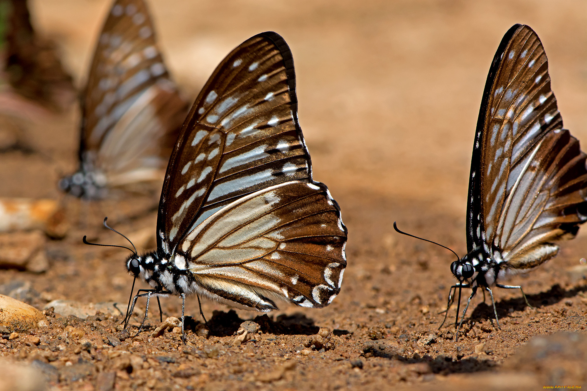 graphium xenocles - the great zebra, , ,  ,  , 